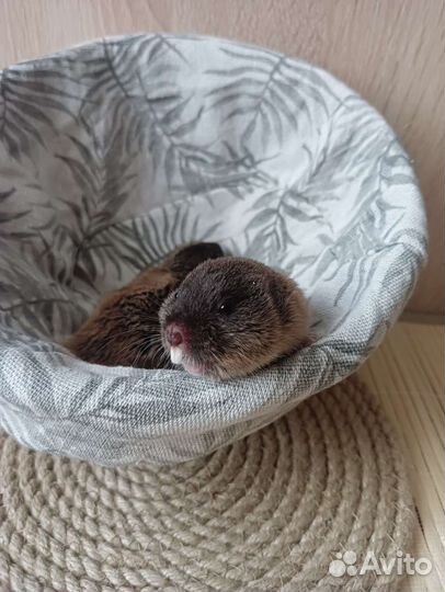 Слешушонка восточная, малыши