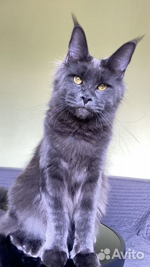 Мейн-кун в добрые руки