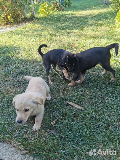 Двортерьер