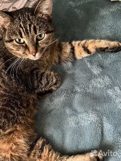 Кошка стерелизованная