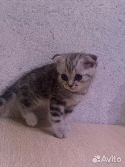 Чистокровные Шотландские котята