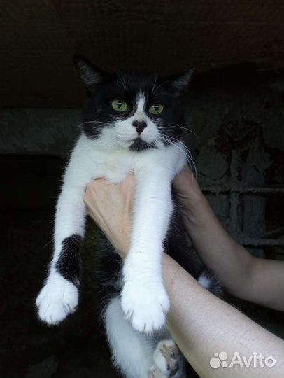 Зелёноглазый мужчина ищет дом