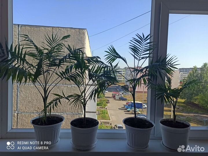 Пальма хамедорея