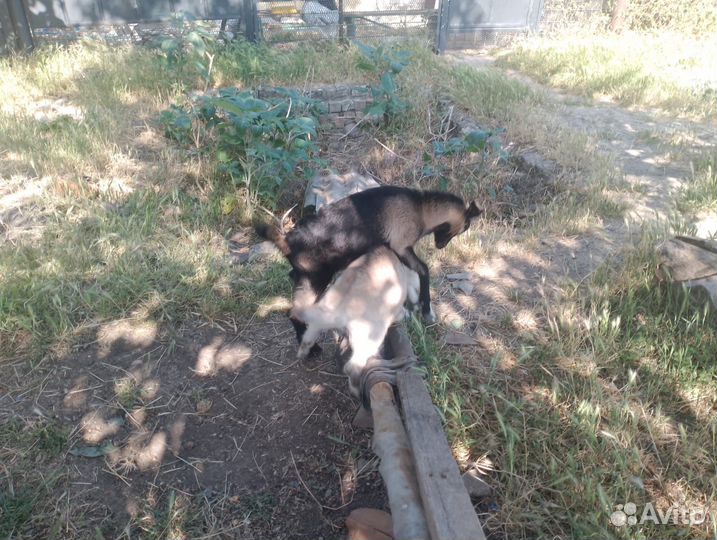 Козы и козлята