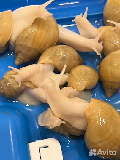 Улитки ахатины