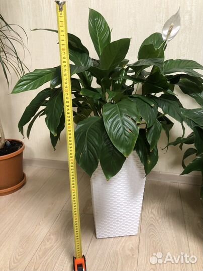 Спатифиллум - Женское счастье