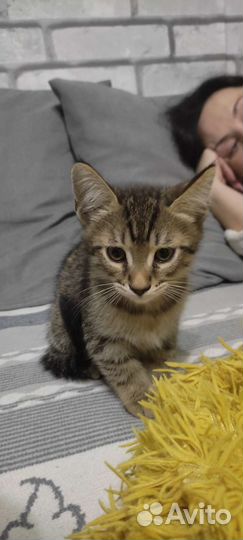Котенок мальчик в добрые руки