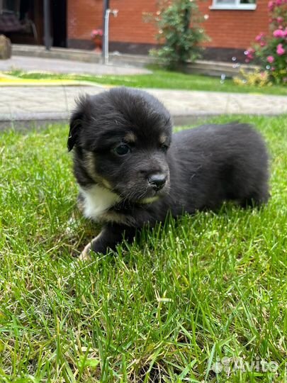 Щенки мальчики (1,5 месяца) в добрые руки