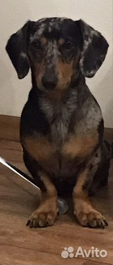 Такса вязка