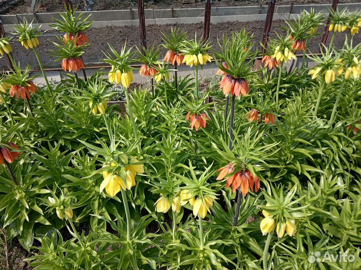 Рябчик Императорский, Гиацинты, Тюльпан