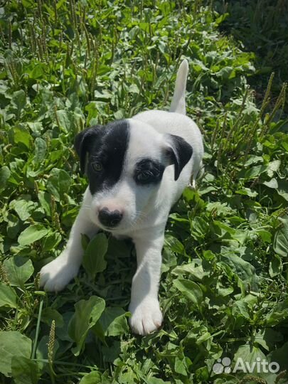 Продам щенков