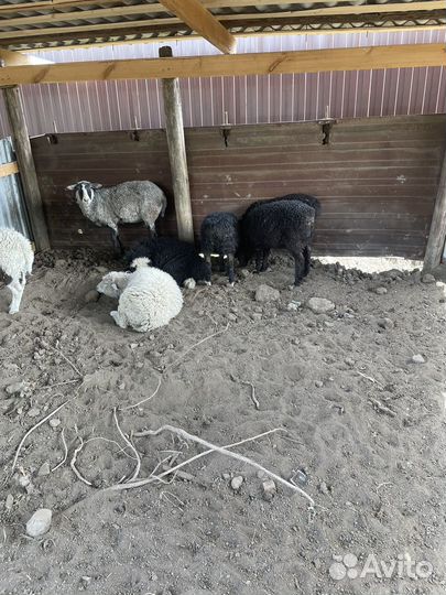 Овцы ягнята