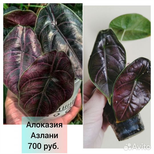 Алоказми и сциндапсусы