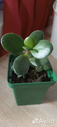 Толстянка денежное дерево