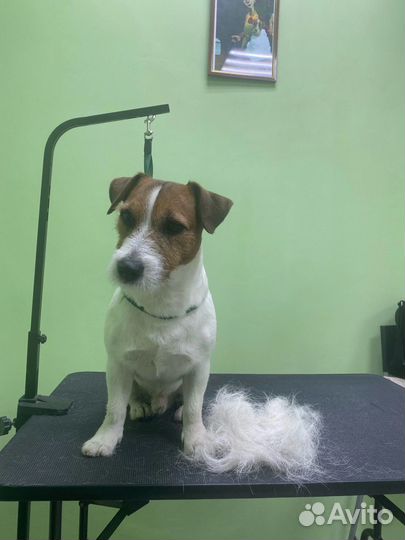 Стрижка собак и кошек