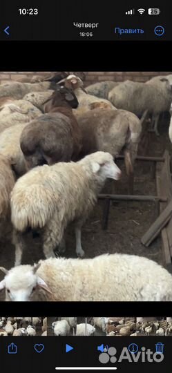 Продаю бараны 35 все вместе отдам за 400т
