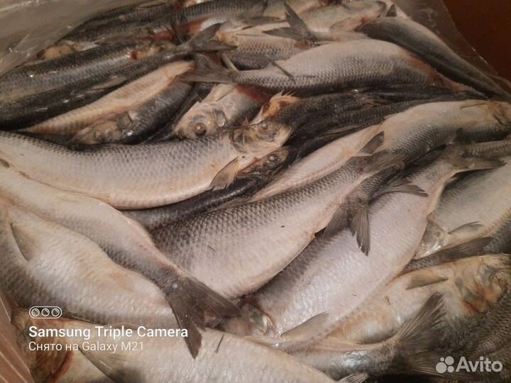 Свежемороженая сельдь