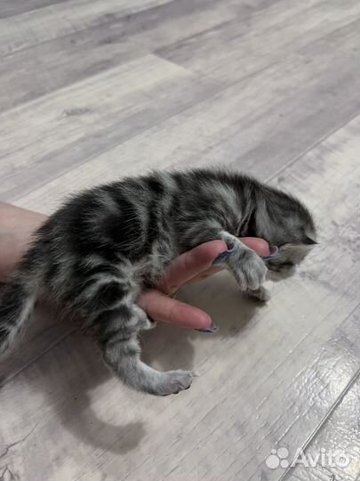 Шотландские вислоухие котята