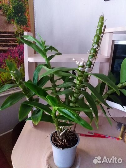 Орхидея дендробиум, ароматный