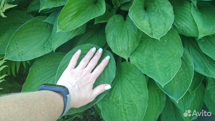 Хосты зелёных фоновых цветов