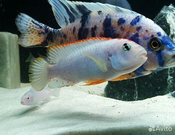 Яркие Малавийские Цихлиды