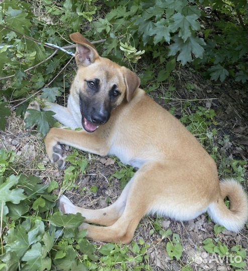 Потерялась собака