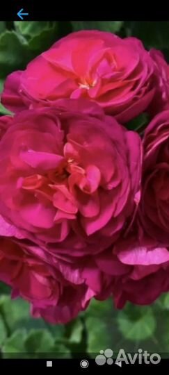 Пеларгония герань