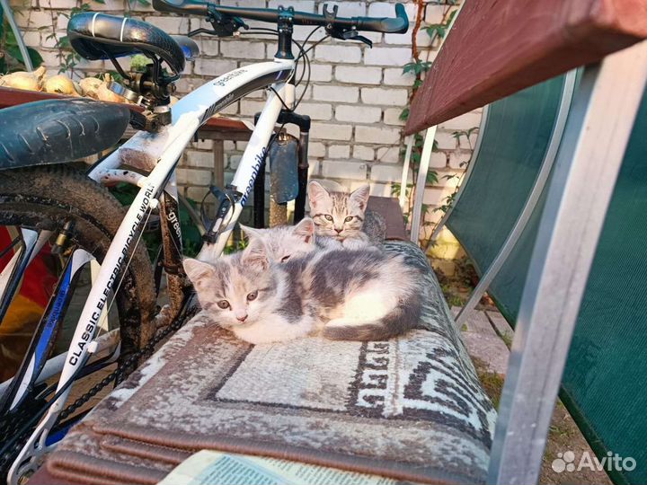 Кошки в добрые руки бесплатно