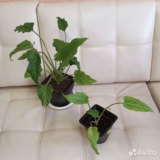 Филодендрон ксанаду и Ксанаду Голд