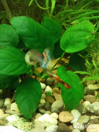 Гуппи эндлера