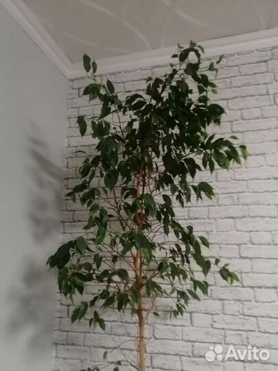 Фикус бенджамина