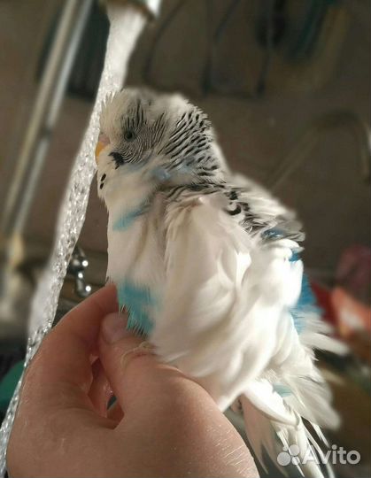 Передержка собак и кошек