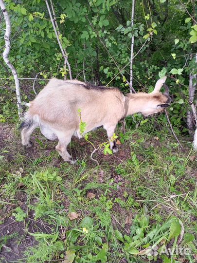 Камерунские козы