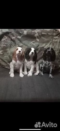 Русский охотничий спаниель