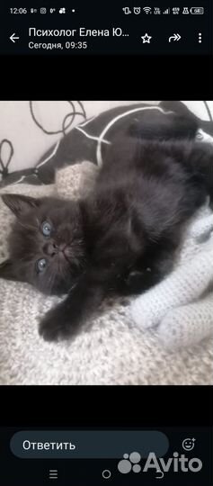 Британские котята