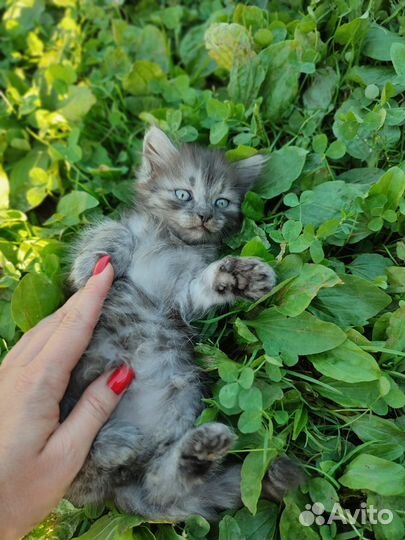 Котята в добрые руки бесплатно