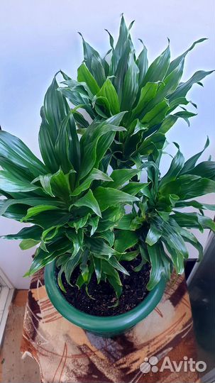 Замиокулькас, Драцена