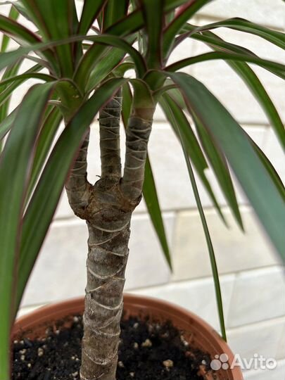 Драцена маргината