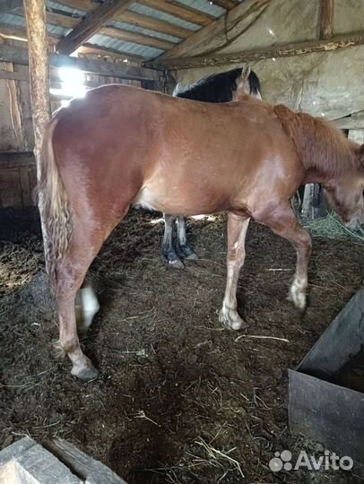 Лошади жеребцы