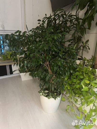 Фикус бенджамина большой