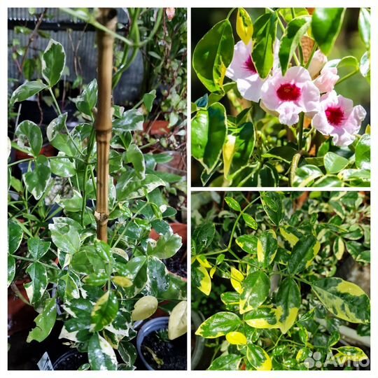 Пандорея вариегата