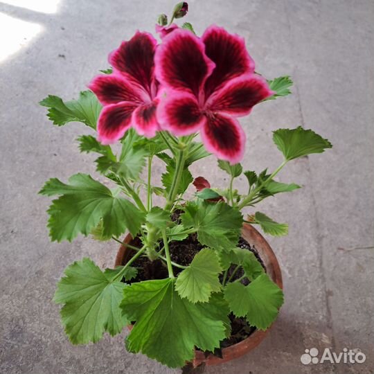 Комнатные цветы