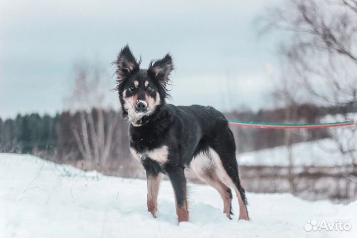 Собака сука девочка в добрые руки бесплатно