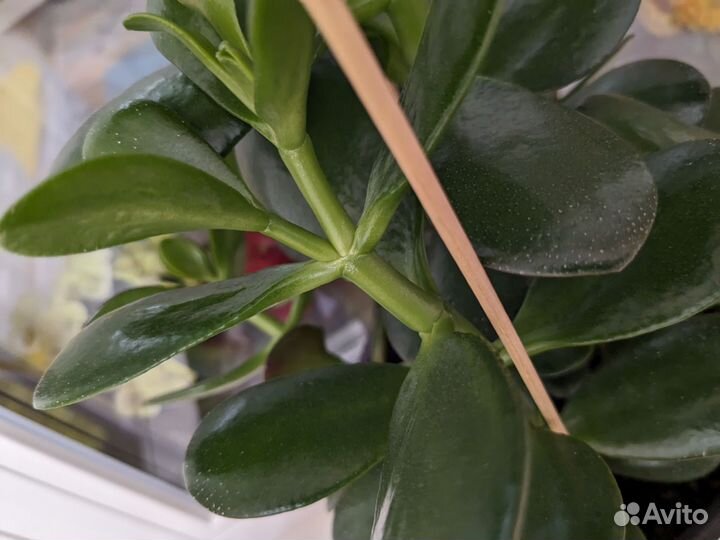 Красула толстянка