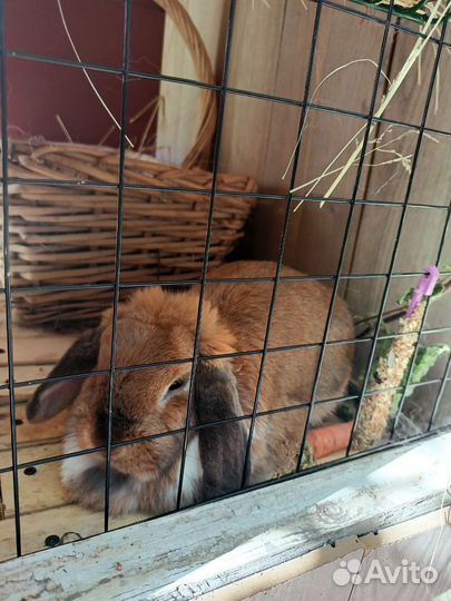 Декоративная крольчиха