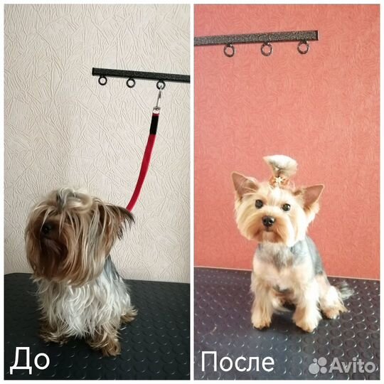 Груминг грумер стрижка собак