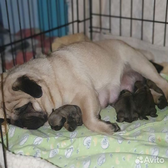 Щенок мопс (девочка)