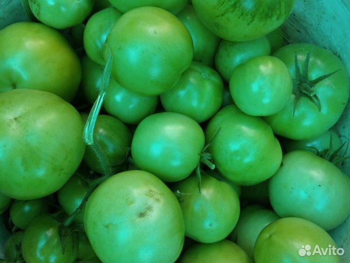 Зелёные помидоры домашние