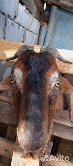 Чешский козёл