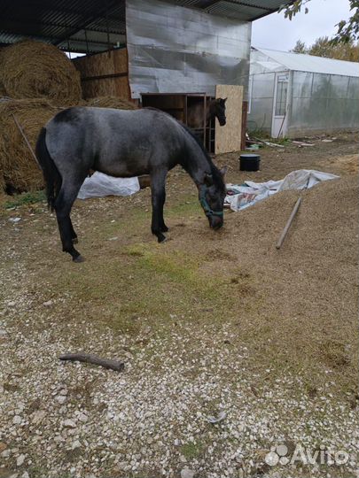 Продам лошадь